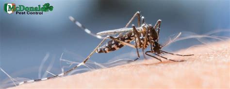 How To Get Rid Of Mosquitoes In Your House Mcdonald Pest Control
