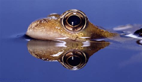Common Frog Surfacing Photo Wp02248