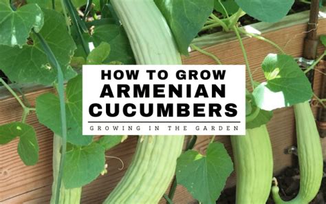 Growing Armenian Cucumbers Growing In The Garden