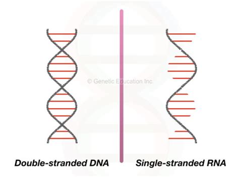 DNA Vs RNA Differences And Similarities