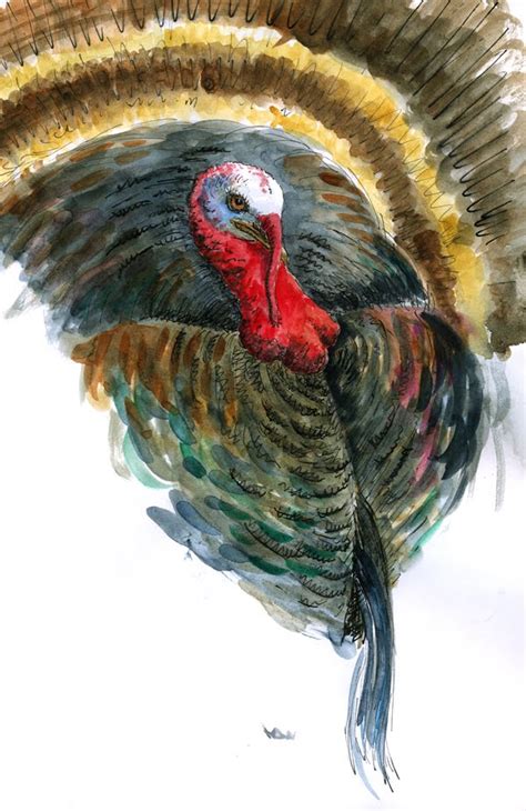 Sketching in Nature: Turkey Strutting