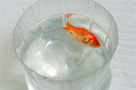 Euthanizing your beloved fish is not an easy decision. How to Humanely Kill a Fish: 8 Steps (with Pictures) - wikiHow