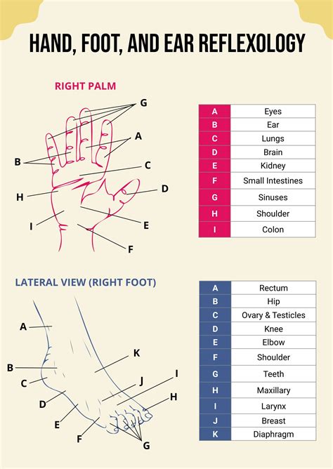 Free Foot Acupressure And Reflexology Chart Download In Pdf