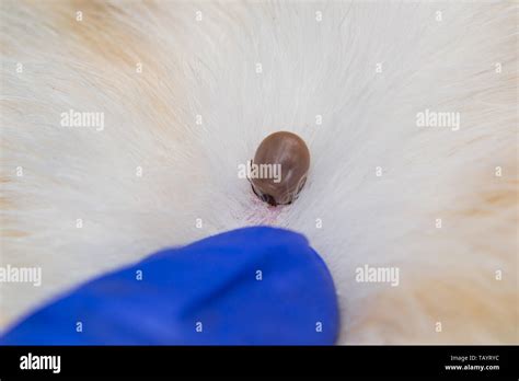 Close Up Photo Of A Tick Attached To Dog Skin Stock Photo Alamy