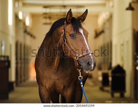 Dark Bay Warmblood Horse Standing Barn Stock Photo 2054691599