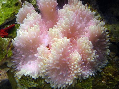 Pink Flower Anemone Anemone Ocean Creatures Sea Anemone