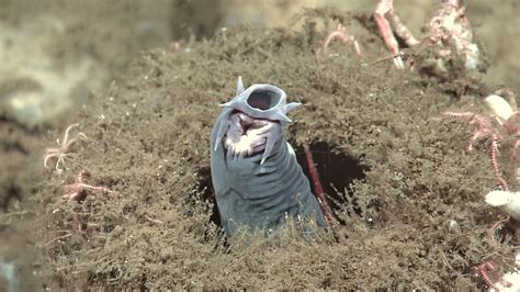 The Creature Feature 10 Fun Facts About The Hagfish WIRED