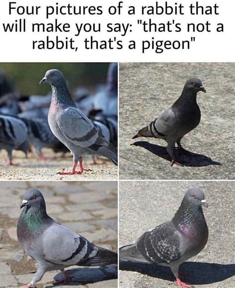 The Best 18 Pigeon Meme Hornbillconzpics