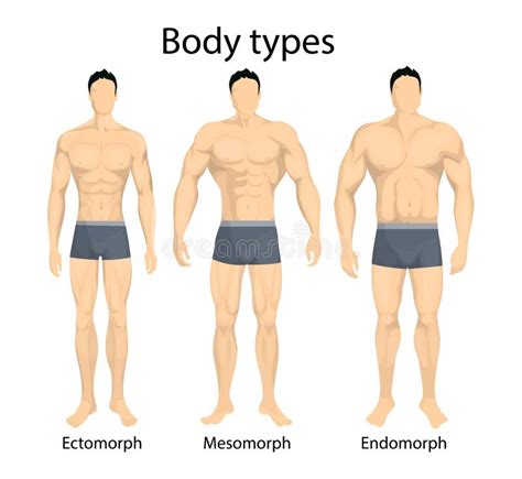 O Corpo Masculino Figura Posição Do Homem Formas Dos Homens