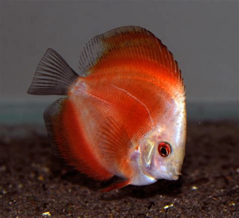 De maanvis behoort tot de meest populaire aquariumvissen. symphysodon-sp (1) - Aquariumspeciaalzaak "De Maanvis"