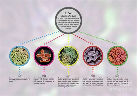 Bacterial Infographic Display Poster E Coli 4 Photograph By Nano