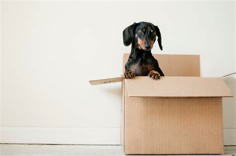 Happy Trails Wagging Tails Tips For Moving With Pets