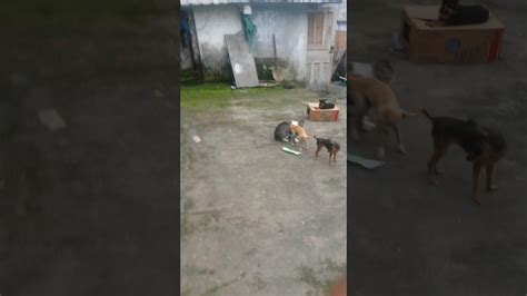 Gato Dejandose Cojer Por Un Perro Chigugua Youtube
