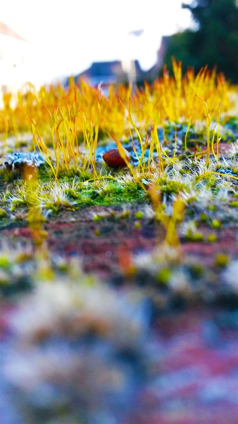 Hd Wallpaper Nature Grass Blur Ground Close Up Focus Soil