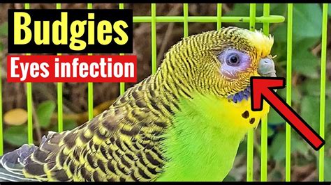 Budgies Eye Infection Treatment Budgie Eye Problems Youtube