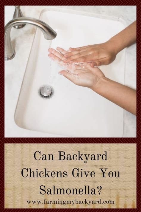 Can Backyard Chickens Give You Salmonella Farming My Backyard
