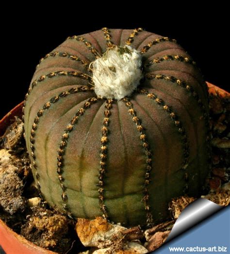 This has got to be the greatest website ever! Frailea castanea