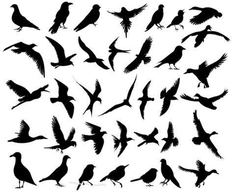 Premium Vector Birds Set Silhouette On White Background Vector