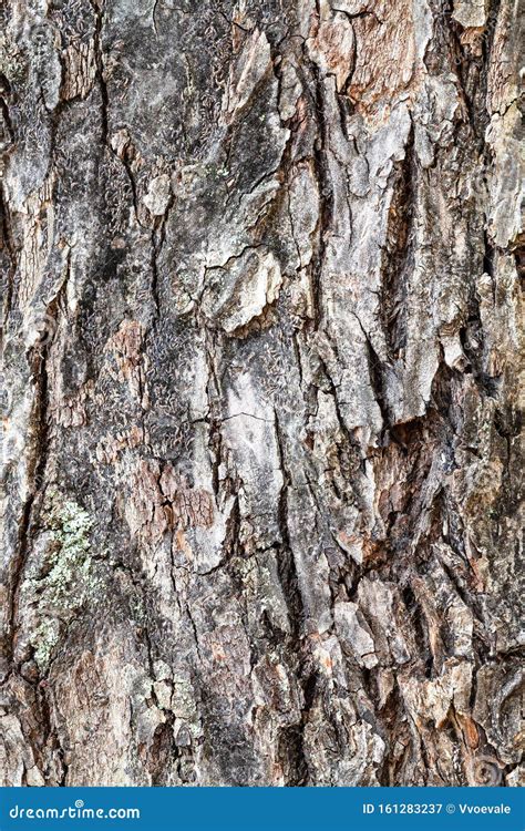 Rough Bark Of A Big Tree Royalty Free Stock Photography