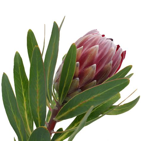 Wholesale Pink Ice Protea Flower ᐉ Bulk Pink Ice Protea Flower Online