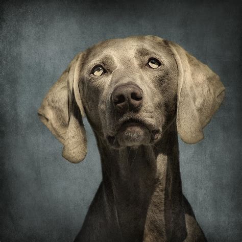 Portrait Of A Weimaraner Dog Photograph By Wolf Shadow Photography