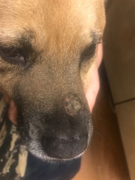 My Dog Has A Dime Sized Lump On His Snout That Is Now Scabbing Over It