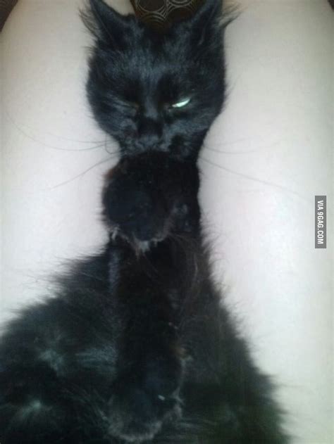 I Have Hairy Pussy Between My Legs 9gag