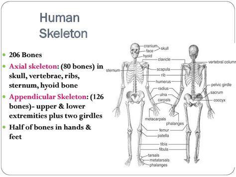 Divisions Of Skeletal System