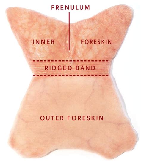 the human foreskin