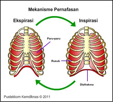 Pernapasan perut terjadi karena gerakan diafragma. Pernapasan Dengan Bantuan Otot Antar Tulang Rusuk Disebut - Bali