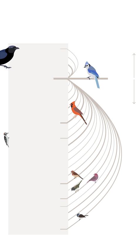 Which Birds Are The Biggest Jerks At The Feeder The Washington Post