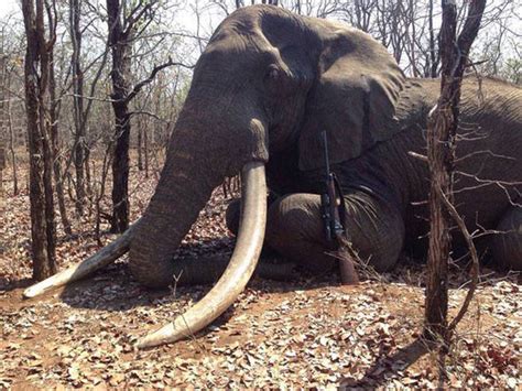 Sick Hunters Worldwide Celebrate Shooting Of Africa S Biggest Elephant