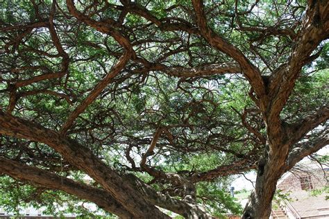 Giant Acacia Tree In Yard Of Fort Free Stock Photo Public Domain Pictures