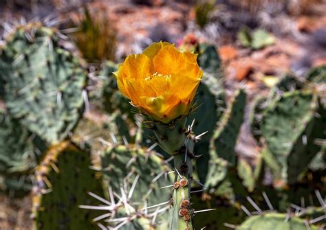 Photo about the cholla cactus blooms in the spring with bright fuchsia flowers. Photography In The National Parks: Where Will That Trail ...