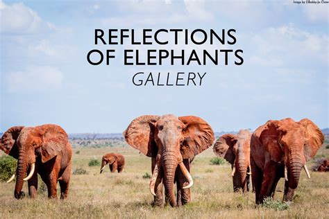 Gallery Reflections Of Elephants Africa Geographic Magazine