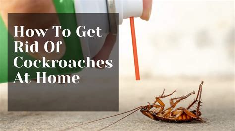 How To Get Rid Of Cockroaches At Home