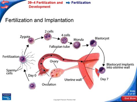 246 Fertilization And Early Embryonic Development