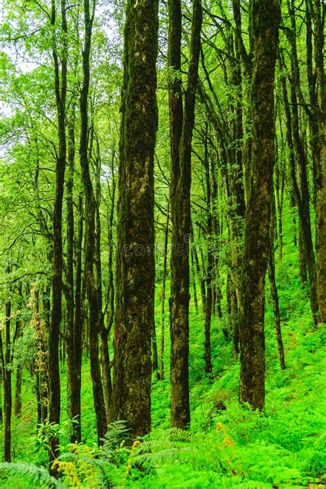 Evergreen Tropical Rainforest Where Trees Covered With Moss In Lesser