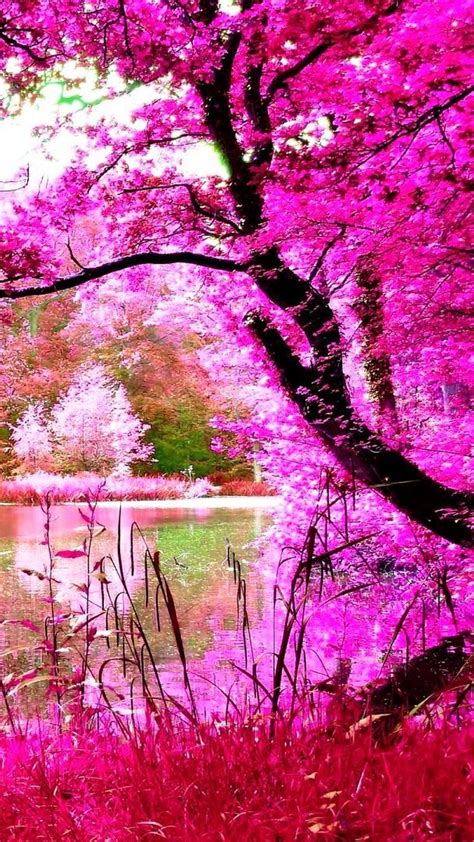 Pink Nature Wallpaper Android 2020 Android Wallpapers