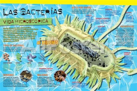 Las Bacterias Hacen Parte Del Origen De La Vida Infographic Earth