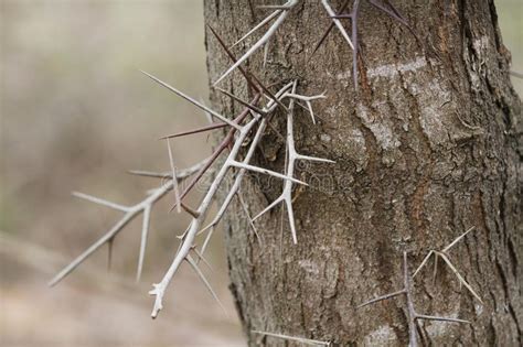 Honey Locust Tree Thorns Stock Image Image Of Thorns