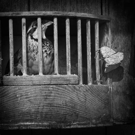 Caged Bird Stock Photo Image Of Bird Depression Animal 18176648