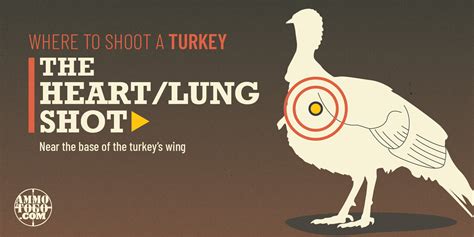 Where To Shoot A Turkey By Alice Jones Webb Global Ordnance News