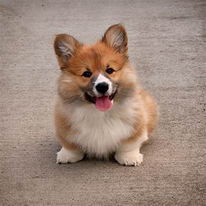 Corgi Dog Puppy Welsh Puppies Wallpapers Background