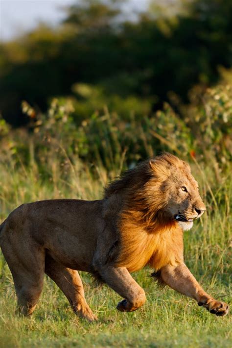 How Fast Can A Lion Run Learn The Full Story Big Cats Photography