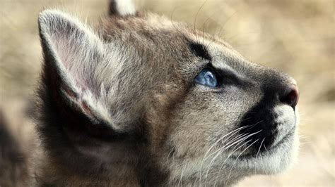 cougar cub hd desktop wallpaper widescreen high definition fullscreen