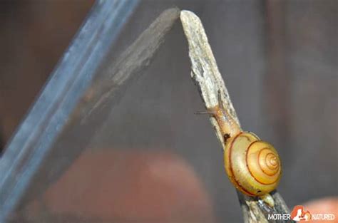 This is why you can find them in almost every part of the world. Keeping Pet Snails: Everything you need to know about ...