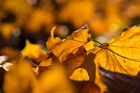 Autumn Leaves Free Stock Photo Public Domain Pictures