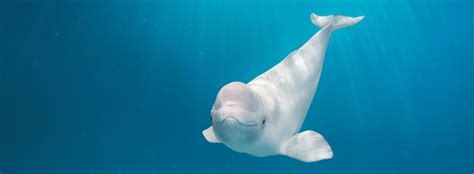 Beluga Whale Facts And Information Seaworld Parks And Entertainment