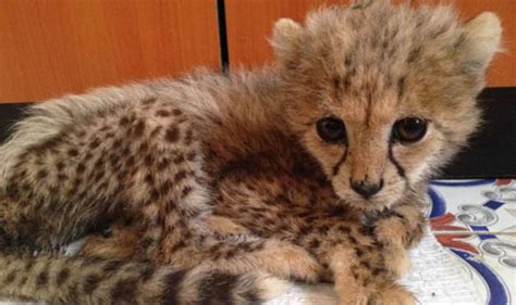 Heartbreak As Six Seized Cheetah Cubs Fail To Survive After Rescue